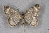  ( - BC NP 0328)  @12 [ ] Copyright (2010) Unspecified Research Collection of Norbert Poell