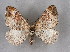  ( - BC NP 0341)  @14 [ ] Copyright (2010) Unspecified Research Collection of Norbert Poell