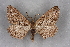  ( - BC NP 0344)  @14 [ ] Copyright (2010) Unspecified Research Collection of Norbert Poell
