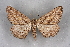  ( - BC NP 0345)  @13 [ ] Copyright (2010) Unspecified Research Collection of Norbert Poell