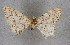  ( - BC NP 0347)  @11 [ ] Copyright (2010) Unspecified Research Collection of Norbert Poell