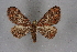  (Gymnoscelis insulariata - BC NP 0350)  @11 [ ] Copyright (2010) Unspecified Research Collection of Norbert Poell