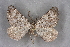  ( - BC NP 0355)  @13 [ ] Copyright (2010) Unspecified Research Collection of Norbert Poell