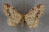  ( - BC NP 0358)  @14 [ ] Copyright (2010) Unspecified Research Collection of Norbert Poell