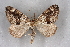  ( - BC NP 0363)  @11 [ ] Copyright (2010) Unspecified Research Collection of Norbert Poell