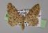  (Idaea urcitana - BC ZSM Lep+ 0016)  @13 [ ] CreativeCommons - Attribution Non-Commercial Share-Alike (2010) Unspecified SNSB, Zoologische Staatssammlung Muenchen