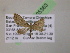  ( - BC ZSM Lep 05363)  @11 [ ] CreativeCommons - Attribution Non-Commercial Share-Alike (2010) Unspecified SNSB, Zoologische Staatssammlung Muenchen