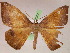 (Oxydia vesuliaAH01Ja - BC ZSM Lep 05387)  @13 [ ] CreativeCommons - Attribution Non-Commercial Share-Alike (2010) Unspecified SNSB, Zoologische Staatssammlung Muenchen
