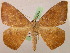  ( - BC ZSM Lep 05393)  @11 [ ] CreativeCommons - Attribution Non-Commercial Share-Alike (2010) Unspecified SNSB, Zoologische Staatssammlung Muenchen