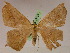  (Prochoerodes transtincta - BC ZSM Lep 05397)  @14 [ ] CreativeCommons - Attribution Non-Commercial Share-Alike (2010) Unspecified SNSB, Zoologische Staatssammlung Muenchen
