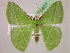  ( - BC ZSM Lep 05431)  @15 [ ] CreativeCommons - Attribution Non-Commercial Share-Alike (2010) Unspecified SNSB, Zoologische Staatssammlung Muenchen