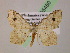  ( - BC ZSM Lep 05450)  @11 [ ] CreativeCommons - Attribution Non-Commercial Share-Alike (2010) Unspecified SNSB, Zoologische Staatssammlung Muenchen