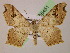  ( - BC ZSM Lep 05451)  @11 [ ] CreativeCommons - Attribution Non-Commercial Share-Alike (2010) Unspecified SNSB, Zoologische Staatssammlung Muenchen