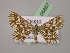  ( - BC ZSM Lep 06867)  @13 [ ] CreativeCommons - Attribution Non-Commercial Share-Alike (2010) Unspecified SNSB, Zoologische Staatssammlung Muenchen