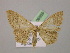  ( - BC ZSM Lep 06869)  @12 [ ] CreativeCommons - Attribution Non-Commercial Share-Alike (2010) Unspecified SNSB, Zoologische Staatssammlung Muenchen