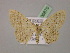  ( - BC ZSM Lep 06870)  @13 [ ] CreativeCommons - Attribution Non-Commercial Share-Alike (2010) Unspecified SNSB, Zoologische Staatssammlung Muenchen