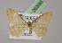  ( - BC ZSM Lep 06886)  @13 [ ] CreativeCommons - Attribution Non-Commercial Share-Alike (2010) Unspecified SNSB, Zoologische Staatssammlung Muenchen