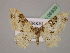  (Protorhoe corollaria - BC ZSM Lep 06909)  @14 [ ] CreativeCommons - Attribution Non-Commercial Share-Alike (2010) Unspecified SNSB, Zoologische Staatssammlung Muenchen