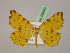  ( - BC ZSM Lep 06942)  @14 [ ] CreativeCommons - Attribution Non-Commercial Share-Alike (2010) Unspecified SNSB, Zoologische Staatssammlung Muenchen