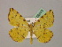  ( - BC ZSM Lep 06943)  @11 [ ] CreativeCommons - Attribution Non-Commercial Share-Alike (2010) Unspecified SNSB, Zoologische Staatssammlung Muenchen