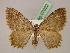  ( - BC ZSM Lep 07022)  @14 [ ] CreativeCommons - Attribution Non-Commercial Share-Alike (2010) Unspecified SNSB, Zoologische Staatssammlung Muenchen