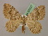  ( - BC ZSM Lep 07027)  @14 [ ] CreativeCommons - Attribution Non-Commercial Share-Alike (2010) Unspecified SNSB, Zoologische Staatssammlung Muenchen