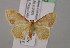  ( - BC ZSM Lep 07032)  @11 [ ] CreativeCommons - Attribution Non-Commercial Share-Alike (2010) Unspecified SNSB, Zoologische Staatssammlung Muenchen