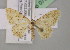  (Scopula luridata - BC ZSM Lep 07040)  @14 [ ] CreativeCommons - Attribution Non-Commercial Share-Alike (2010) Unspecified SNSB, Zoologische Staatssammlung Muenchen