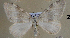  ( - BC ZSM Lep 11374)  @13 [ ] CreativeCommons - Attribution Non-Commercial Share-Alike (2010) Unspecified SNSB, Zoologische Staatssammlung Muenchen