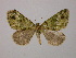  ( - BC ZSM Lep 11415)  @13 [ ] CreativeCommons - Attribution Non-Commercial Share-Alike (2010) Unspecified SNSB, Zoologische Staatssammlung Muenchen