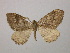  ( - BC ZSM Lep 11416)  @13 [ ] CreativeCommons - Attribution Non-Commercial Share-Alike (2010) Unspecified SNSB, Zoologische Staatssammlung Muenchen