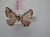  (Visiana OS01a - BC ZSM Lep 12373)  @11 [ ] CreativeCommons - Attribution Non-Commercial Share-Alike (2010) Unspecified SNSB, Zoologische Staatssammlung Muenchen