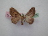  (Visiana OS01aAu - BC ZSM Lep 12375)  @11 [ ] CreativeCommons - Attribution Non-Commercial Share-Alike (2010) Unspecified SNSB, Zoologische Staatssammlung Muenchen