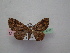  ( - BC ZSM Lep 12383)  @11 [ ] CreativeCommons - Attribution Non-Commercial Share-Alike (2010) Unspecified SNSB, Zoologische Staatssammlung Muenchen