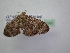  ( - BC ZSM Lep 12385)  @11 [ ] CreativeCommons - Attribution Non-Commercial Share-Alike (2010) Unspecified SNSB, Zoologische Staatssammlung Muenchen