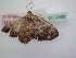  (Scotocyma albinotataOS01 - BC ZSM Lep 12406)  @13 [ ] CreativeCommons - Attribution Non-Commercial Share-Alike (2010) Unspecified SNSB, Zoologische Staatssammlung Muenchen