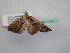  (Chaetolopha oxyntisOS01 - BC ZSM Lep 12411)  @12 [ ] CreativeCommons - Attribution Non-Commercial Share-Alike (2010) Unspecified SNSB, Zoologische Staatssammlung Muenchen