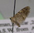  (Idaea sordida - BC ZSM Lep 13974)  @12 [ ] CreativeCommons - Attribution Non-Commercial Share-Alike (2010) Unspecified SNSB, Zoologische Staatssammlung Muenchen