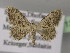  (Idaea tahamae - BC ZSM Lep 13983)  @14 [ ] CreativeCommons - Attribution Non-Commercial Share-Alike (2010) Unspecified SNSB, Zoologische Staatssammlung Muenchen