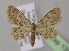  (Idaea damadensis - BC ZSM Lep 13985)  @13 [ ] CreativeCommons - Attribution Non-Commercial Share-Alike (2010) Unspecified SNSB, Zoologische Staatssammlung Muenchen