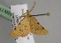  (Palaeaspilates mariusi - BC ZSM Lep 13996)  @13 [ ] CreativeCommons - Attribution Non-Commercial Share-Alike (2010) Unspecified SNSB, Zoologische Staatssammlung Muenchen