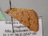 ( - BC ZSM Lep 13998)  @12 [ ] CreativeCommons - Attribution Non-Commercial Share-Alike (2010) Unspecified SNSB, Zoologische Staatssammlung Muenchen