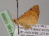  ( - BC ZSM Lep 13999)  @12 [ ] CreativeCommons - Attribution Non-Commercial Share-Alike (2010) Unspecified SNSB, Zoologische Staatssammlung Muenchen