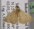  (Scopula rhodinaria - BC ZSM Lep 14035)  @14 [ ] CreativeCommons - Attribution Non-Commercial Share-Alike (2010) Unspecified SNSB, Zoologische Staatssammlung Muenchen