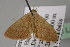  ( - BC ZSM Lep 14038)  @13 [ ] CreativeCommons - Attribution Non-Commercial Share-Alike (2010) Unspecified SNSB, Zoologische Staatssammlung Muenchen