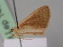  ( - BC ZSM Lep 14050)  @12 [ ] CreativeCommons - Attribution Non-Commercial Share-Alike (2010) Unspecified SNSB, Zoologische Staatssammlung Muenchen