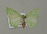  ( - BC ZSM Lep 15590)  @13 [ ] CreativeCommons - Attribution Non-Commercial Share-Alike (2010) Unspecified SNSB, Zoologische Staatssammlung Muenchen