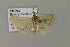  (Zanclognatha AH01Ch - BC ZSM Lep 15592)  @14 [ ] CreativeCommons - Attribution Non-Commercial Share-Alike (2010) Unspecified SNSB, Zoologische Staatssammlung Muenchen