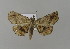  (Pangrapta bicornuta - BC ZSM Lep 15596)  @14 [ ] CreativeCommons - Attribution Non-Commercial Share-Alike (2010) Unspecified SNSB, Zoologische Staatssammlung Muenchen