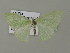  ( - BC ZSM Lep 15622)  @13 [ ] CreativeCommons - Attribution Non-Commercial Share-Alike (2010) Unspecified SNSB, Zoologische Staatssammlung Muenchen
